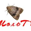 mol_tv1