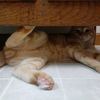 gingerbrohart1