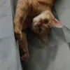 tobbycatto