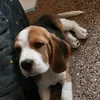 perita_88