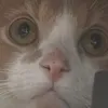 nibnobki