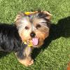 ollytheyorkie0