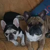 samuel_497