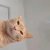 gabipalharesc