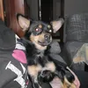 panagallego