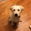 madstheyellowlab