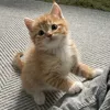 hanna_tonks