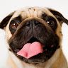 thephatpugs