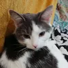 major_786