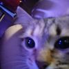 i_rykitty