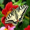 butterflyvibes.7