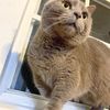 berlioz0409