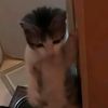niyabi_chan