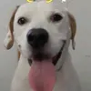 alioale