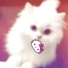 cap_pucc1no