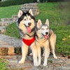 Nova^Kiara_The Furry Huskies