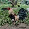 pagaspasbackyard