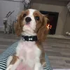 pablothecavalier
