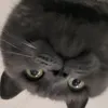 wakapake69