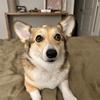 izzycorgi