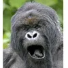 showbizmonkey