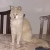 romimdp