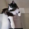 mia_tuxedo_queen