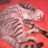 lucianitacasla