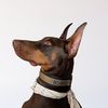 bodhithedobie