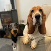 hotdoghikesuk