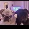 reggieandearniepug