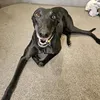 willowthegreyhound2