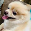 Dog Pipoca 🐶🍿