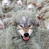 wulfysheep