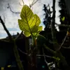 _inature_