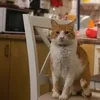 tigre_elgato