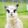 alpineridgealpacas