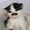 gatoconmostacho