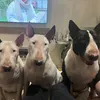 englishbullterriersessex