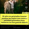 amil_43555
