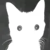 _lavendeur