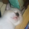 voiceoboses