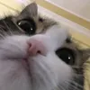 lame__potato
