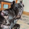 thewholesetofdogs