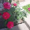abr__cr7