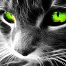 immortel_oo