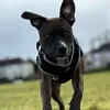 mybentleybestie