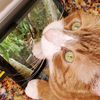 catfinate