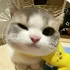 phm.quynh482