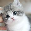 shairah_4